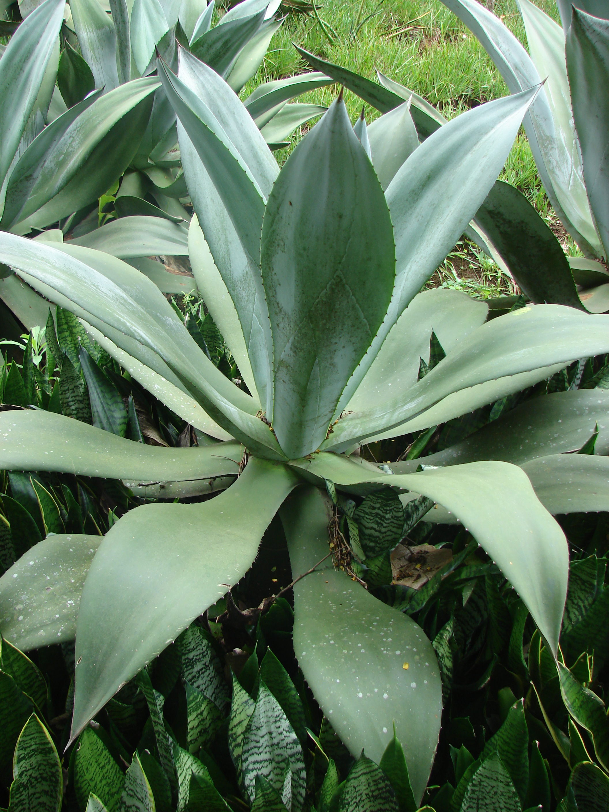Agave wercklei - KnowYourWeeds