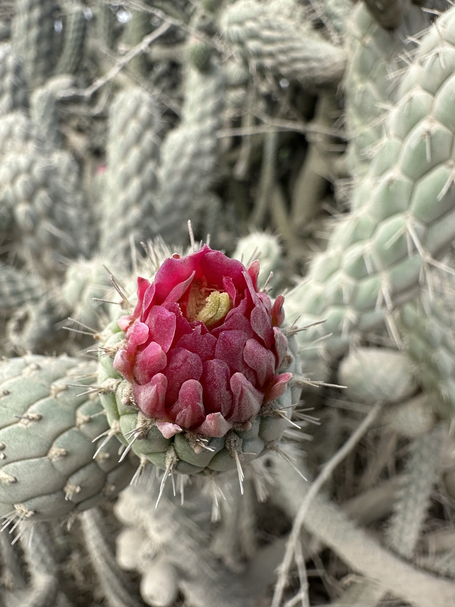 Austrocylindropuntia cylindrica - KnowYourWeeds