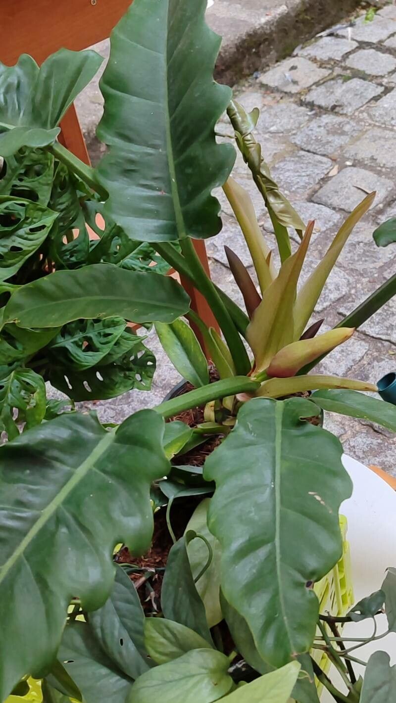 philodendron plowmanii variegated Philodendron plowmanii – Foliage Factory main image 0