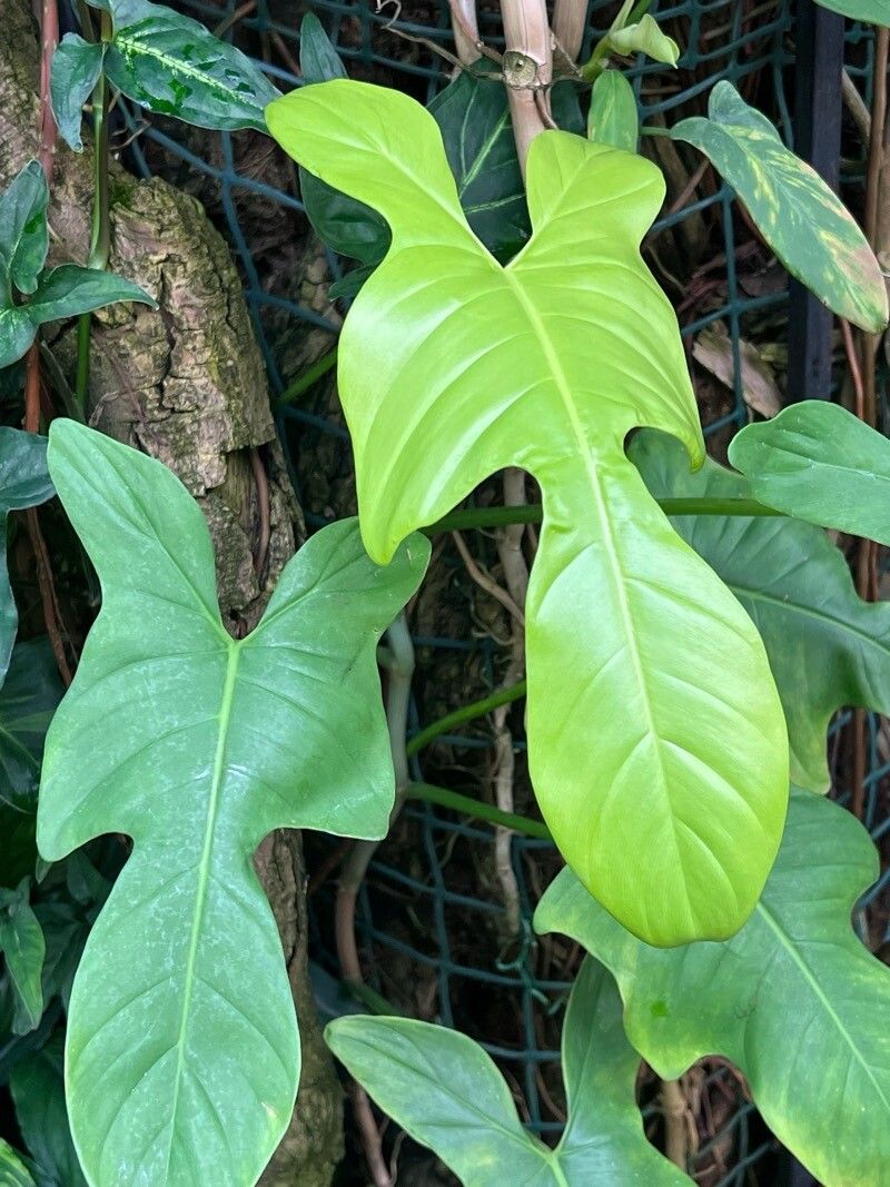 Philodendron bipennifolium - KnowYourWeeds