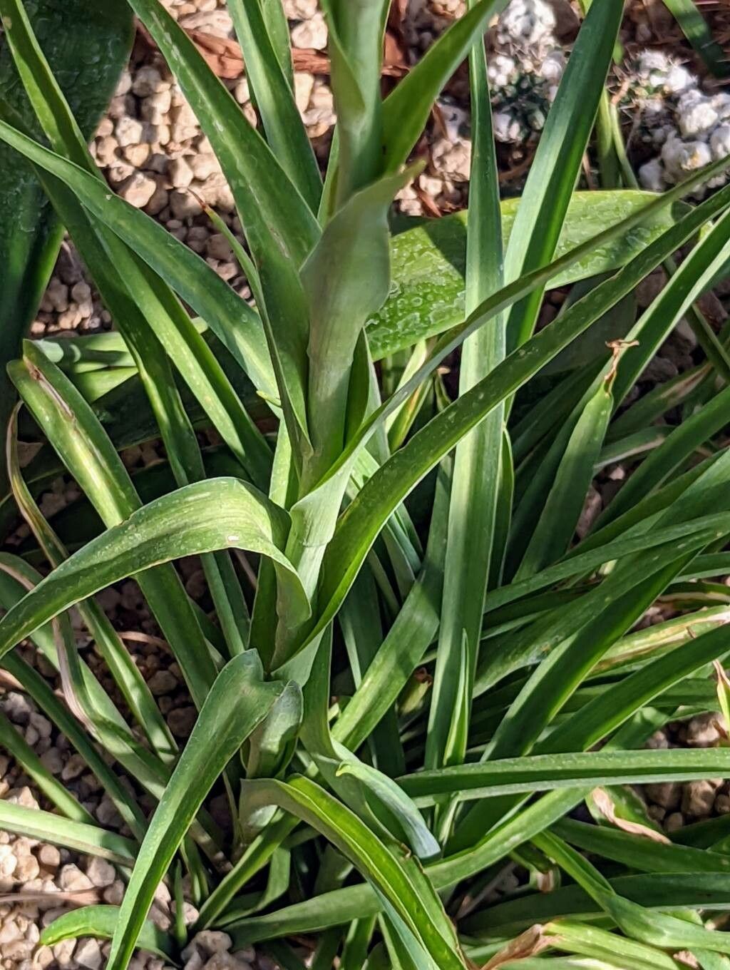 Agave amica - KnowYourWeeds