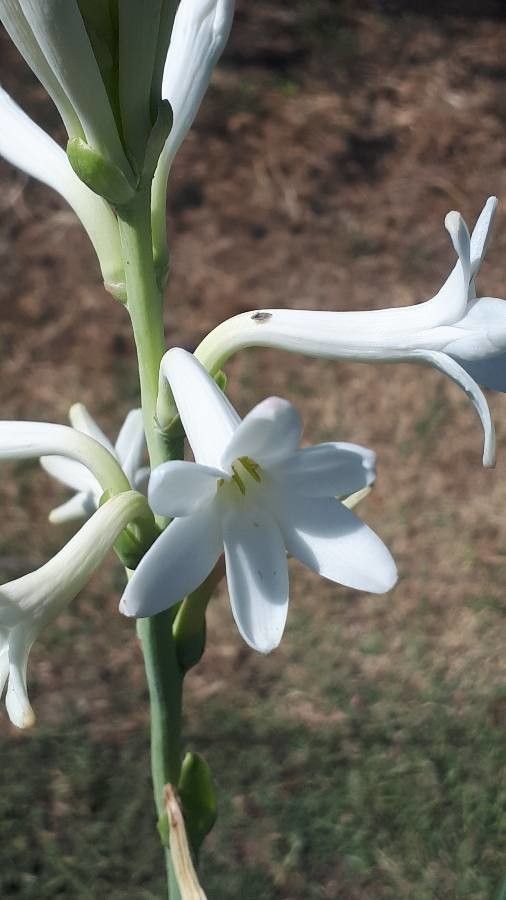 Agave amica - KnowYourWeeds