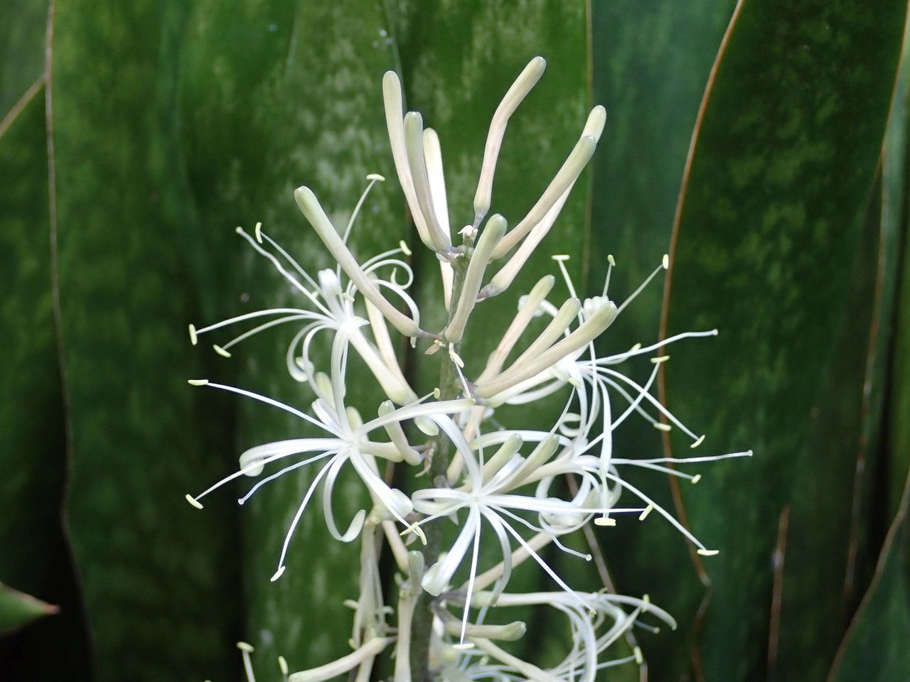 dracena big 7-10FT Dracaena 'Reflexa'