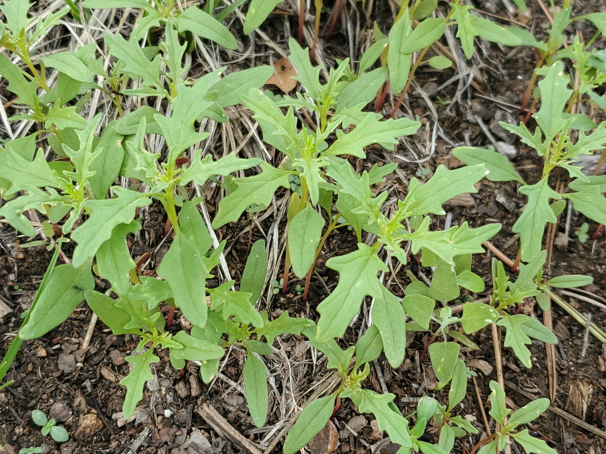 Chenopodium incisum - KnowYourWeeds, image size:2048x1536