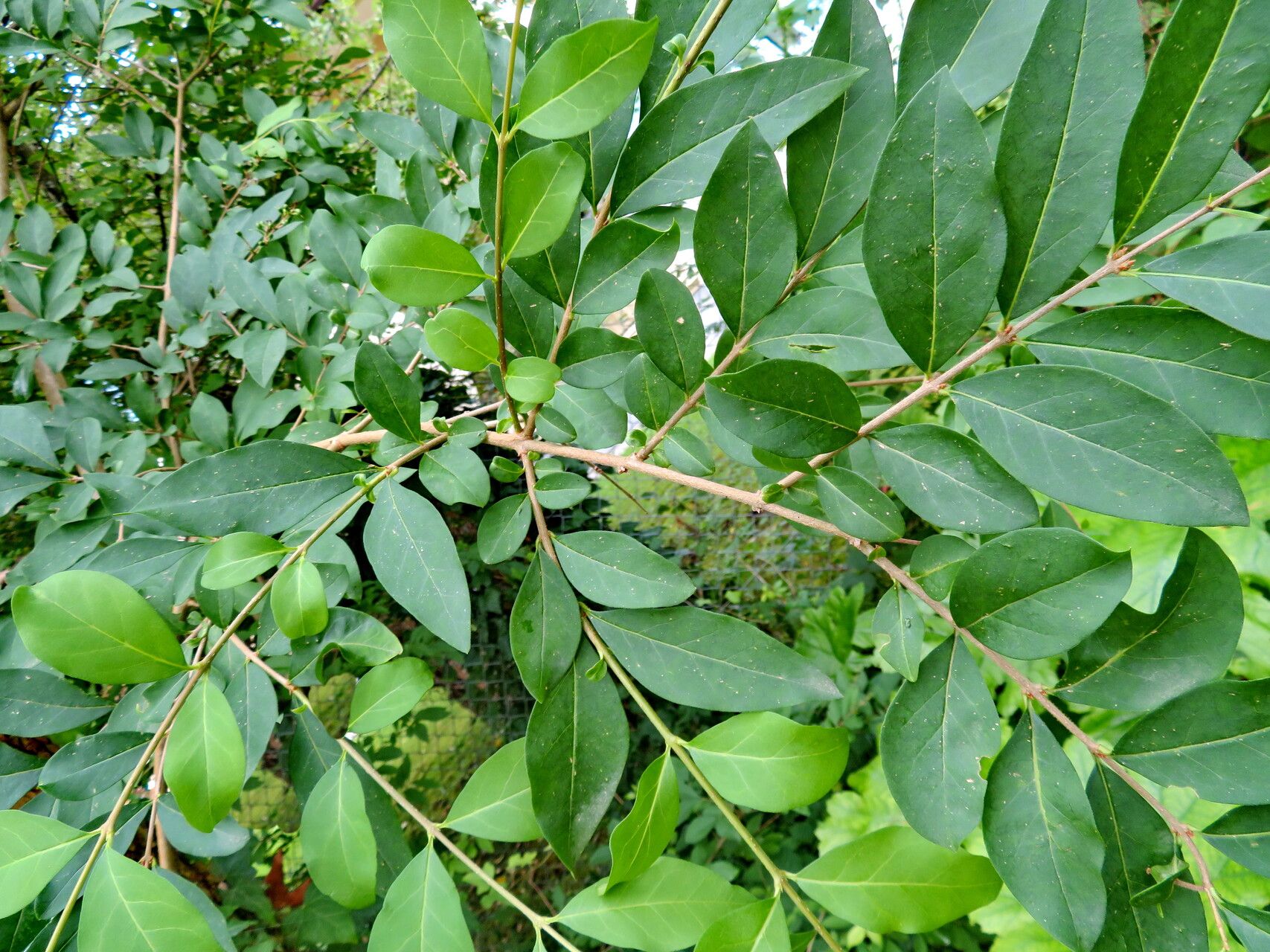 Ligustrum tschonoskii - KnowYourWeeds