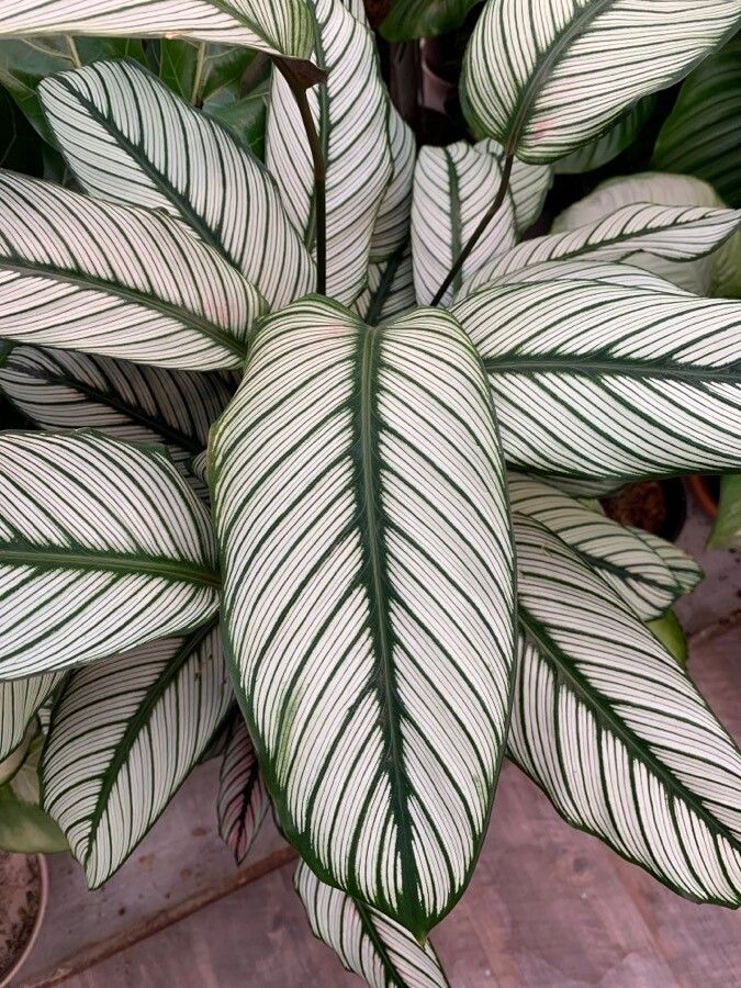 dracena big Massangeana Dracaena