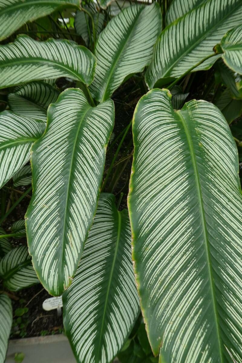lemon lime calathea Lemon Lime Prayer Plant with Planter - Medium (6-10