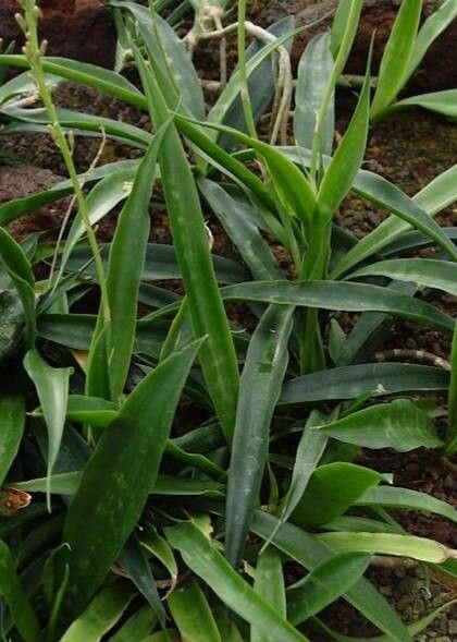 Dracaena zeylanica - KnowYourWeeds