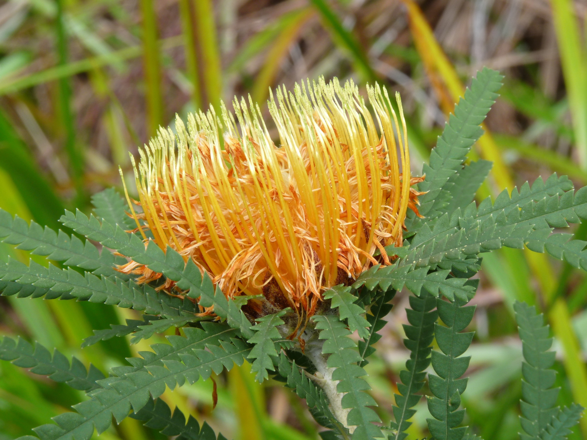 Banksia formosa - KnowYourWeeds