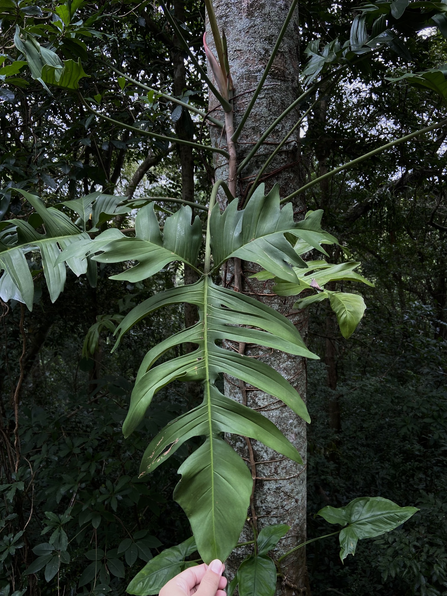 Philodendron pedatum - KnowYourWeeds