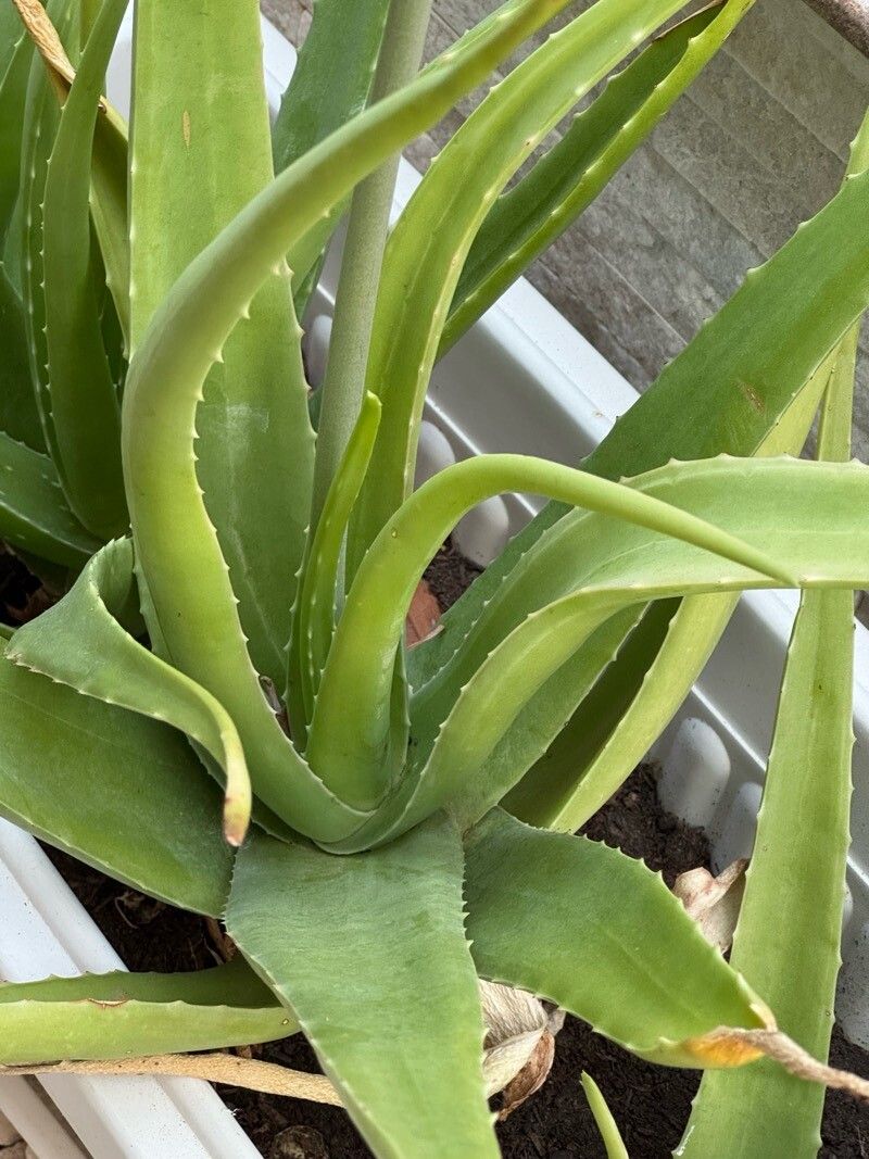 Aloe officinalis var. officinalis [Yemen] Aloe (Aloe officinalis) in the Aloes Database -