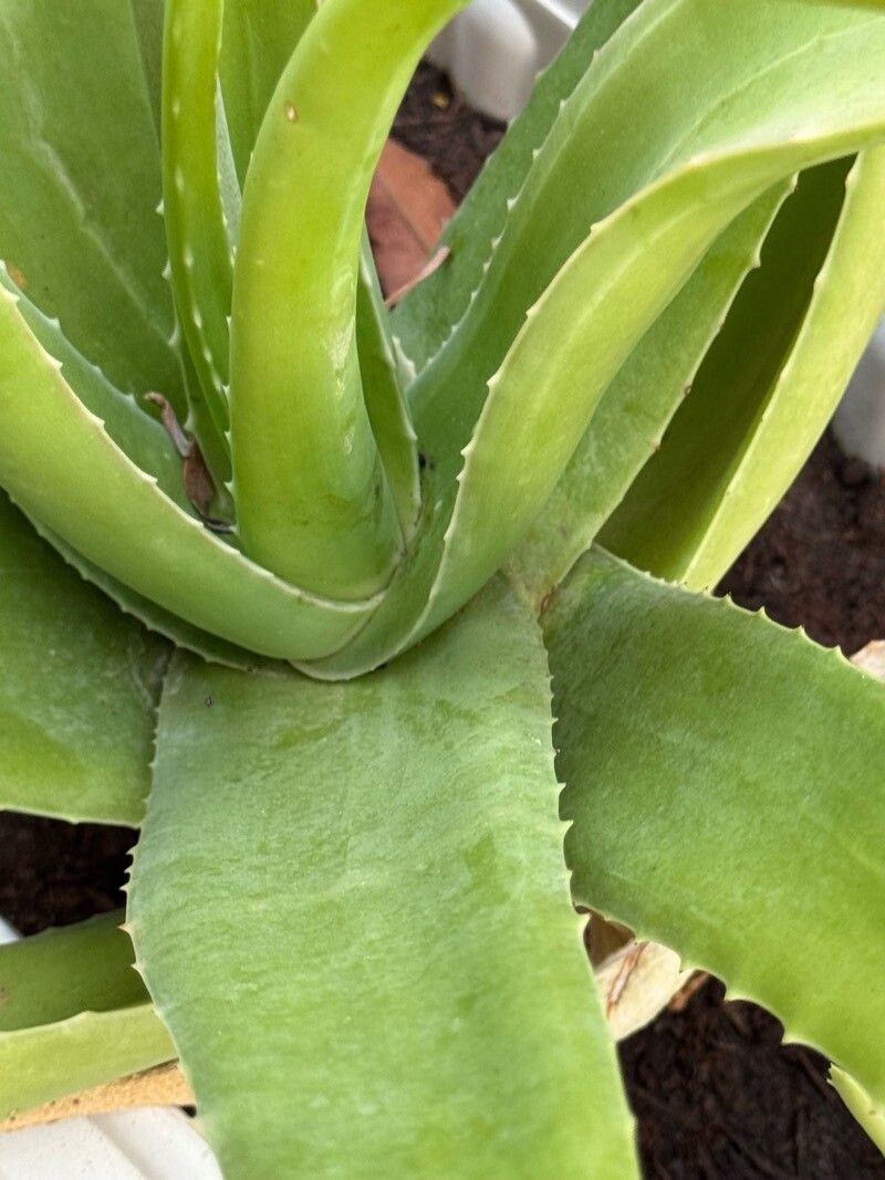 Aloe officinalis - KnowYourWeeds