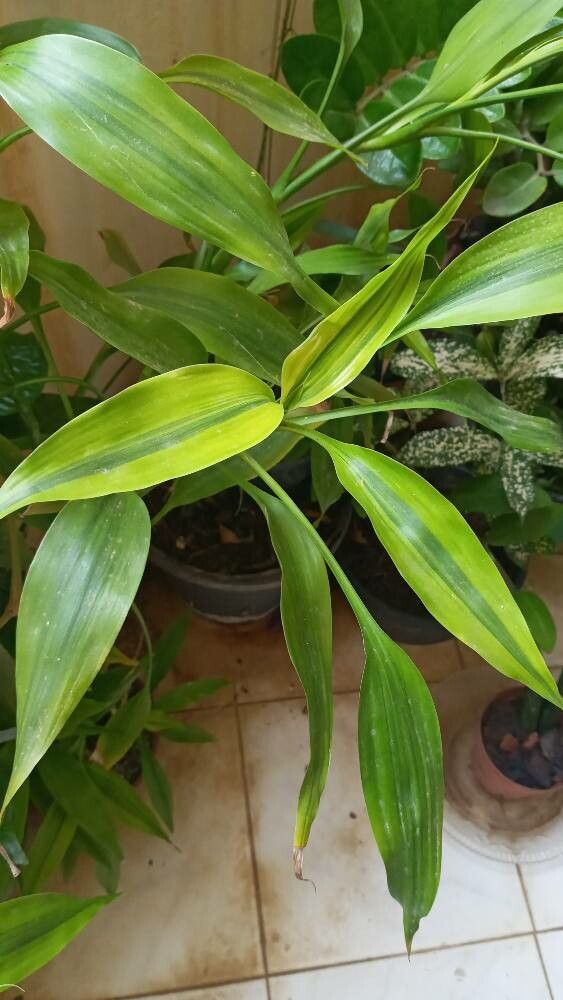 Dracaena braunii - KnowYourWeeds