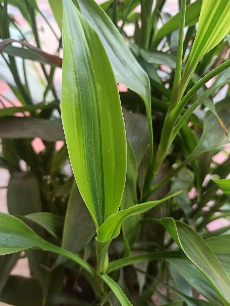 Dracaena braunii - KnowYourWeeds
