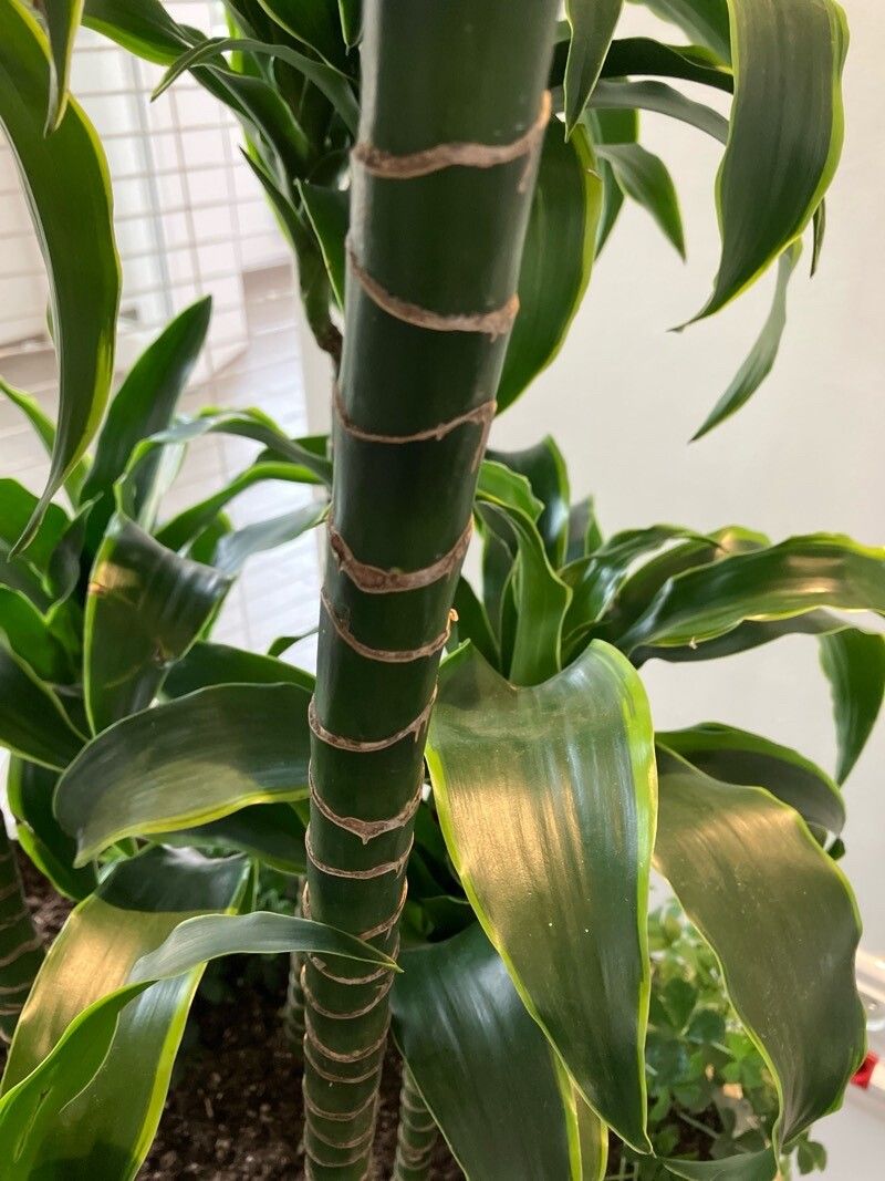 dracena fragrans golden coast Palm main image 0