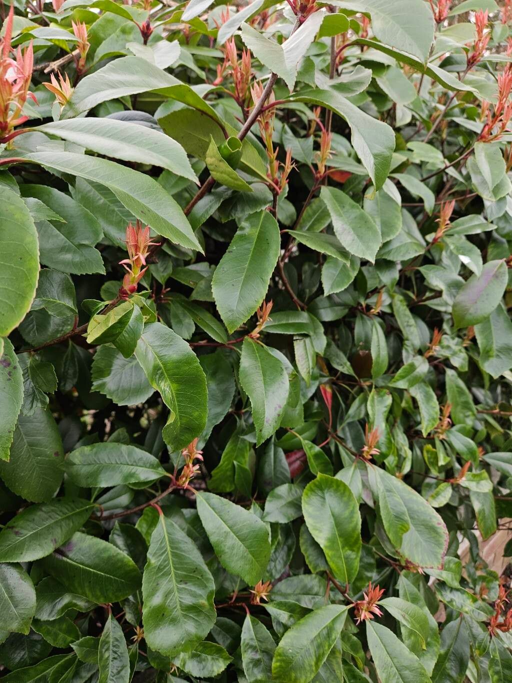 philodendron scandens cream splash Philodendron scandens 'Cream Splash'