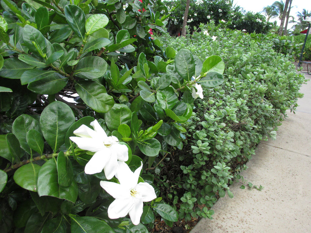 太平洋に向かってアメリカデイゴの花が満開です。｜”KDP会長のblog”, image size:1024x768