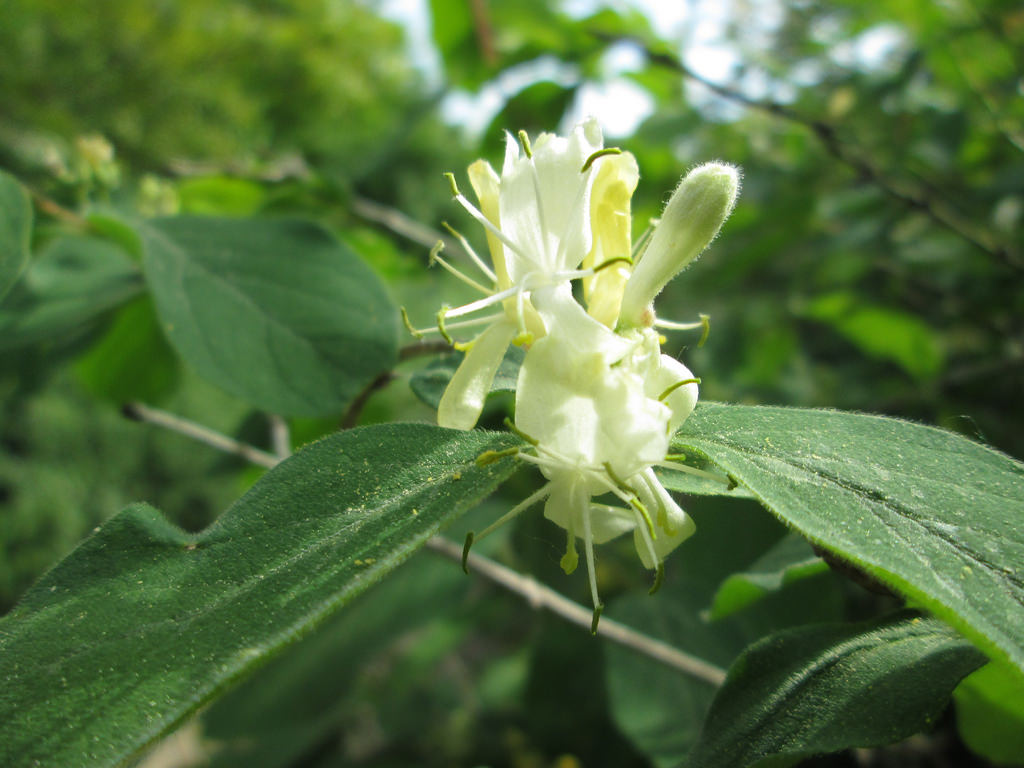 Lonicera xylosteum - KnowYourWeeds
