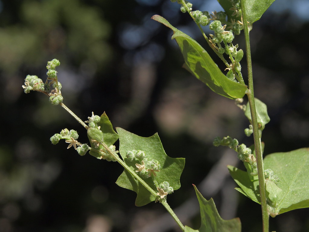 Chenopodium simplex - KnowYourWeeds, image size:1024x768