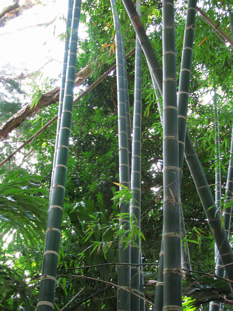 Guadua angustifolia - KnowYourWeeds
