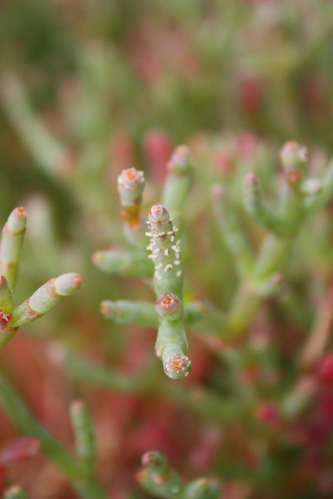 Salicornia virginica KnowYourWeeds