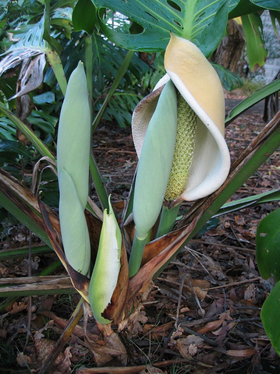 Monstera deliciosa - KnowYourWeeds