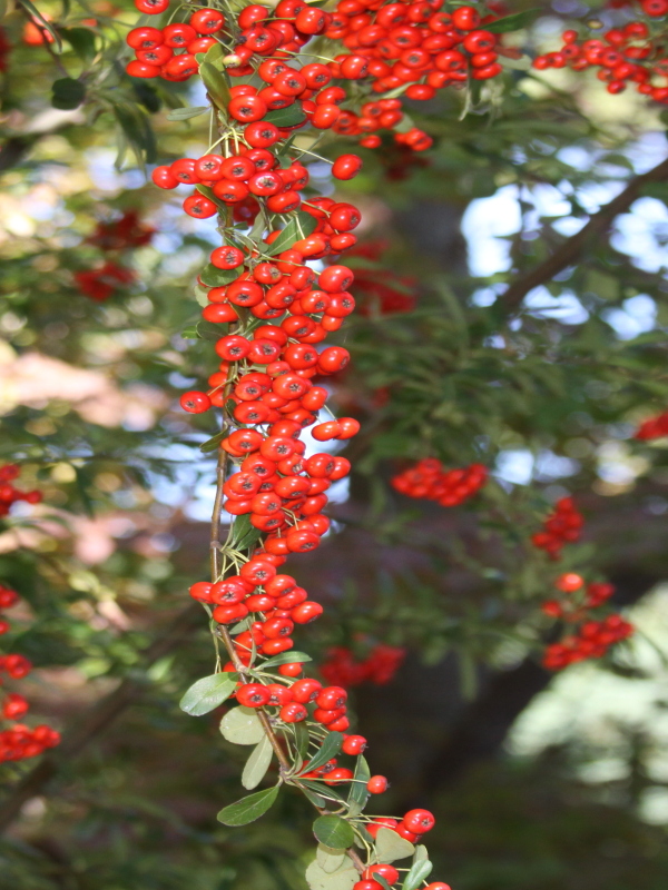 Photinia lasiogyna - KnowYourWeeds