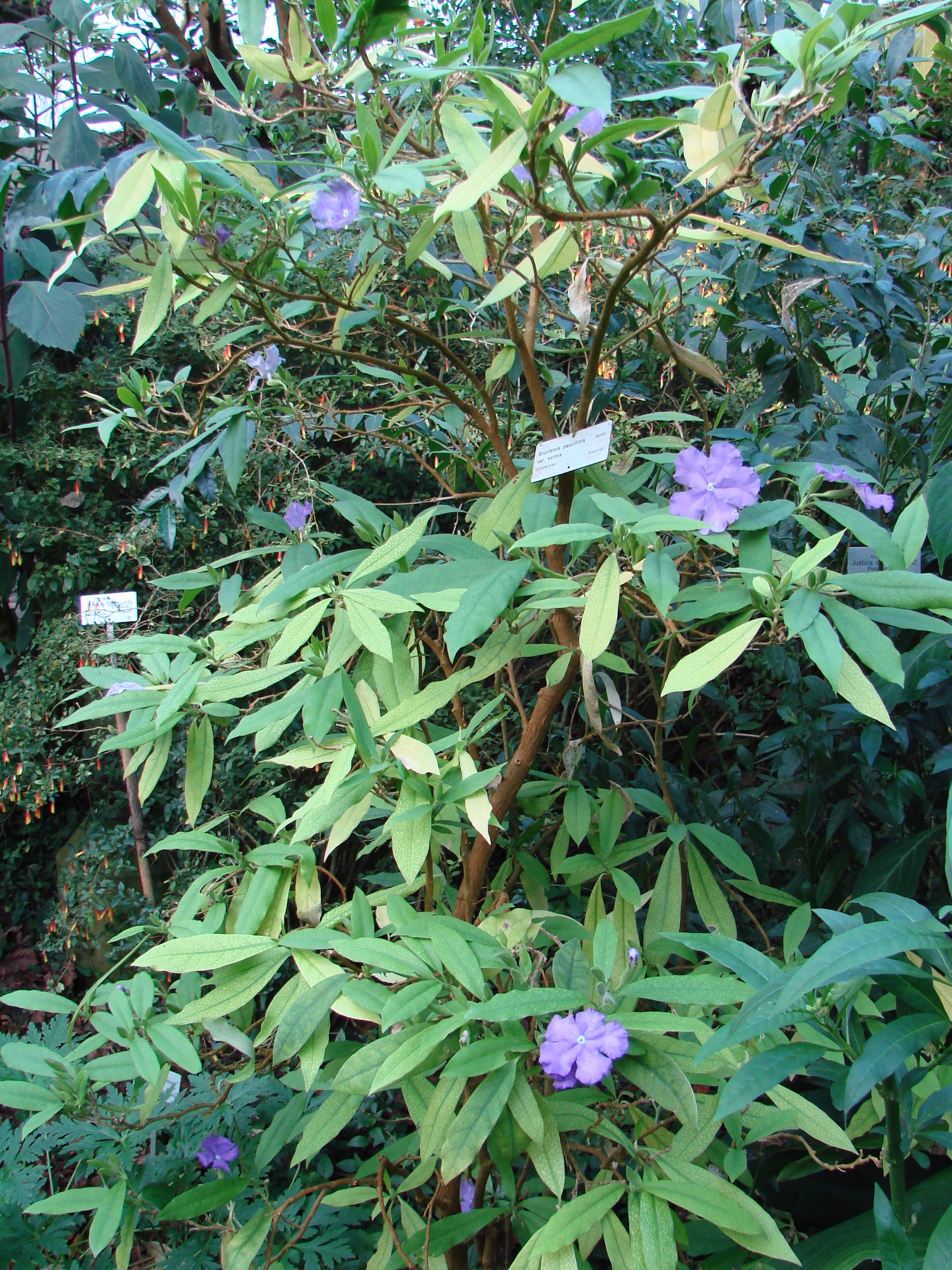 Brunfelsia pauciflora - KnowYourWeeds