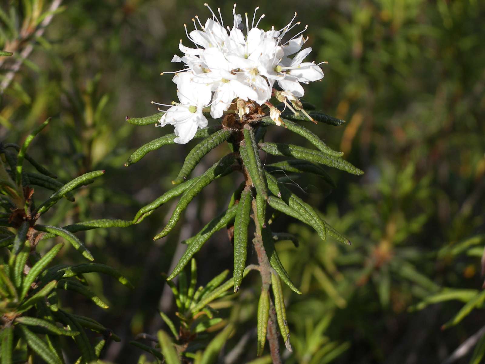 Rhododendron tomentosum - KnowYourWeeds
