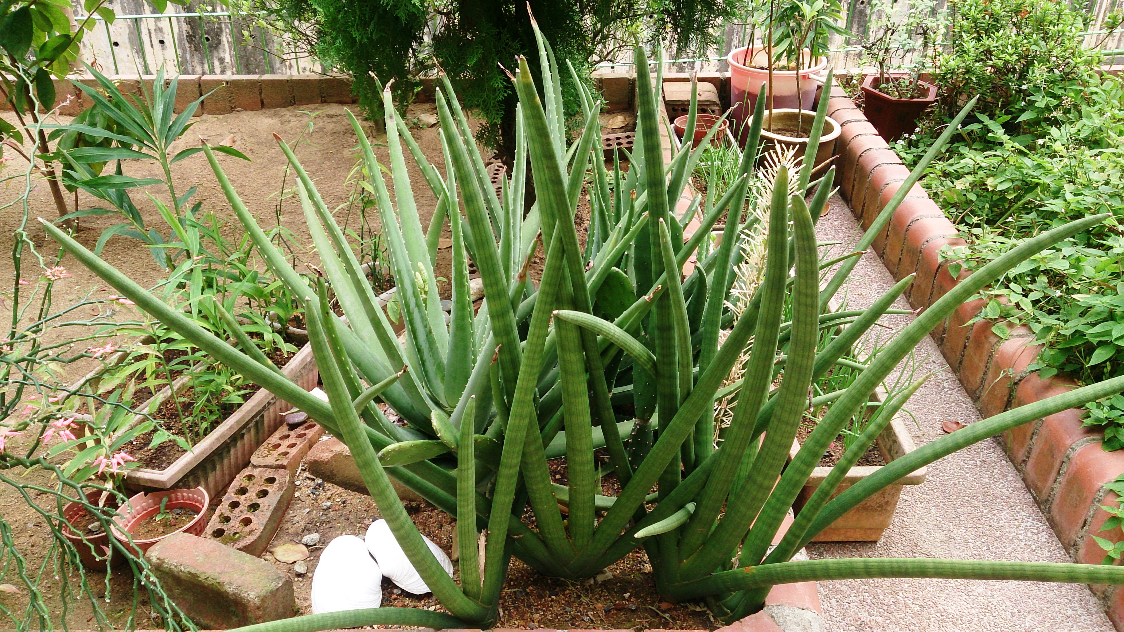 elefantenohr sorten Alocasia infernalis 