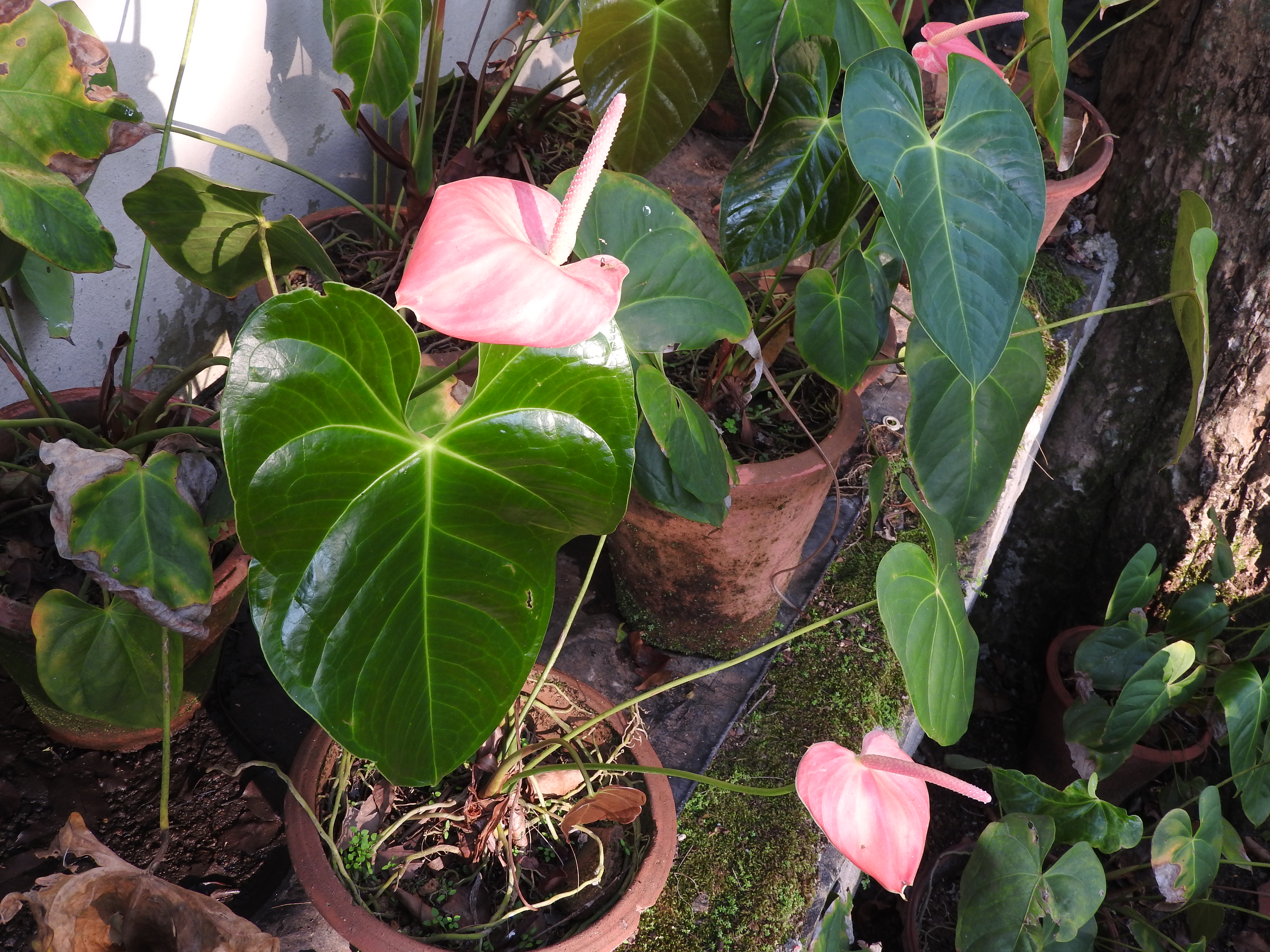 Anthurium  ferrierense - KnowYourWeeds