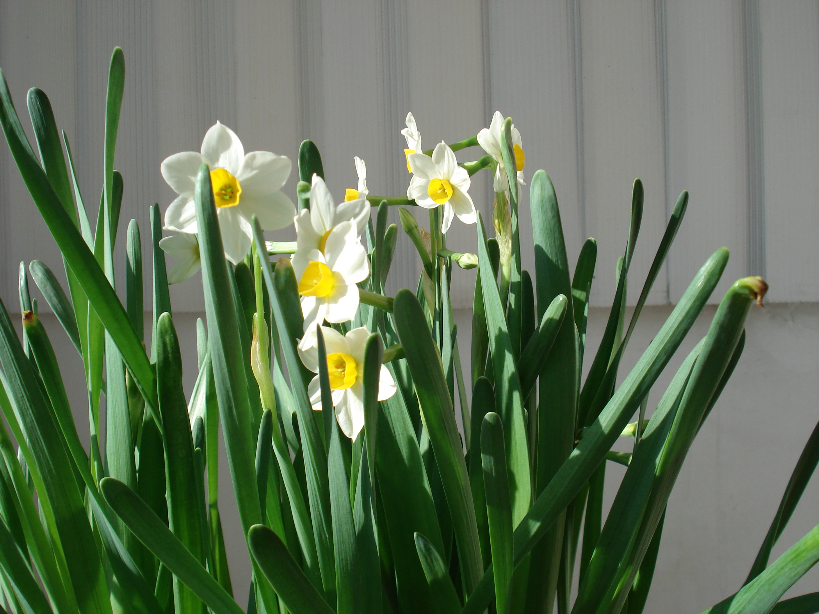 Narcissus tazetta subsp. chinensis - KnowYourWeeds