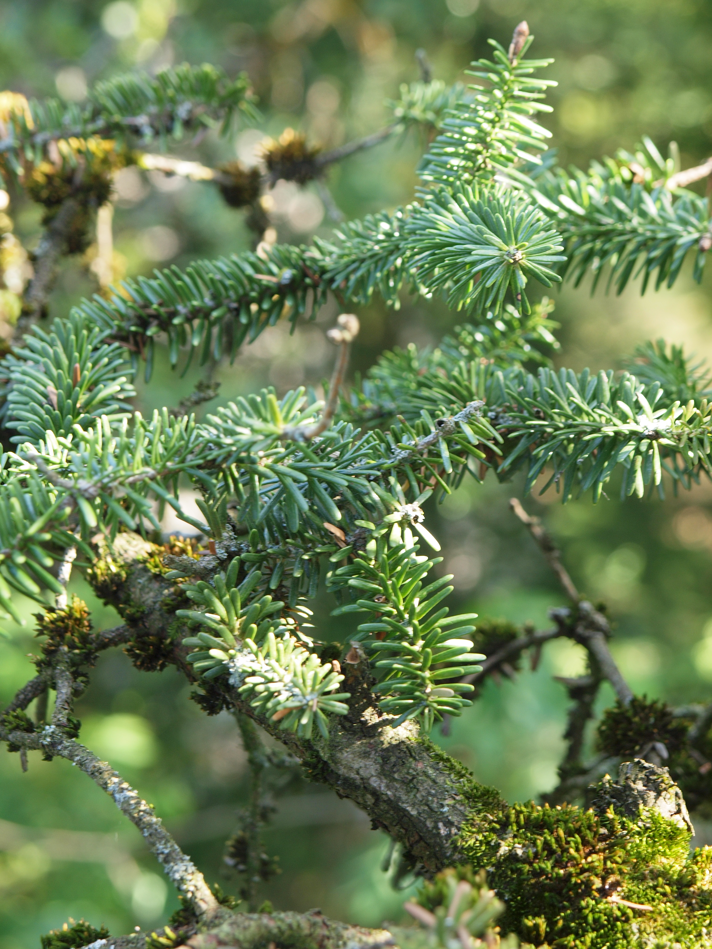 abies numidica glauca　接ぎ木苗 abies numidica glauca 接ぎ木苗 abies numidica glauca 接ぎ木