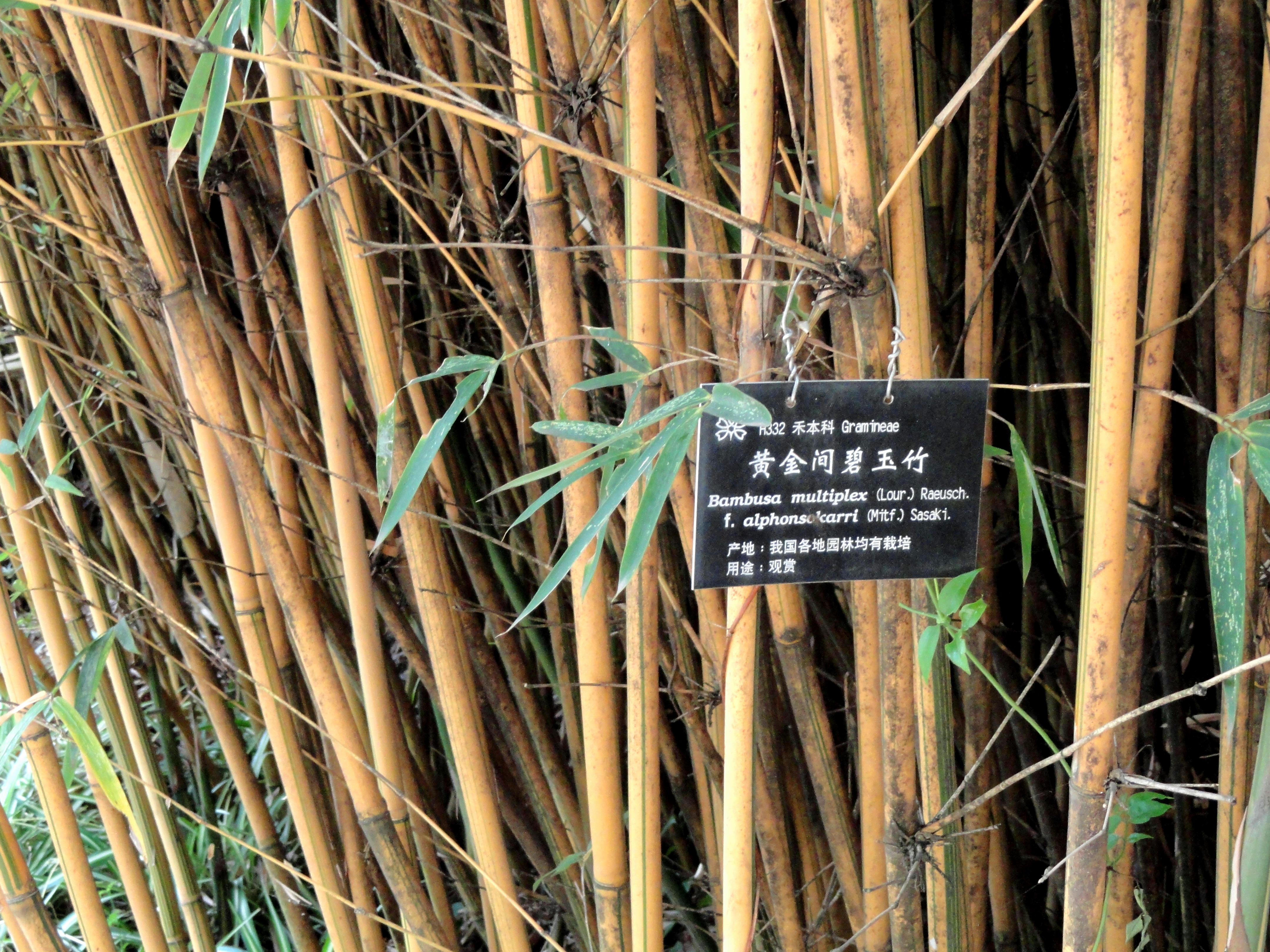 Bambusa multiplex - KnowYourWeeds
