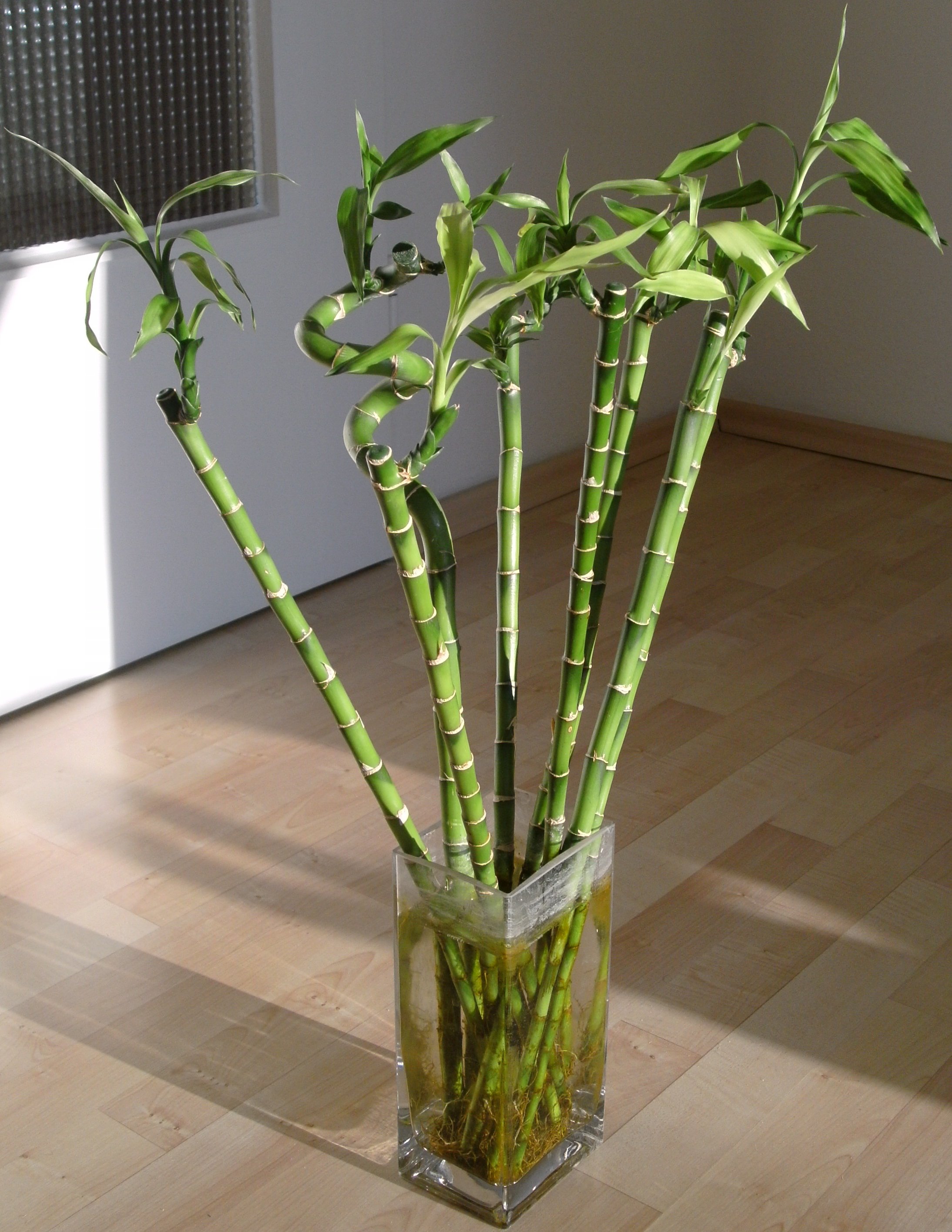 Dracaena braunii - KnowYourWeeds