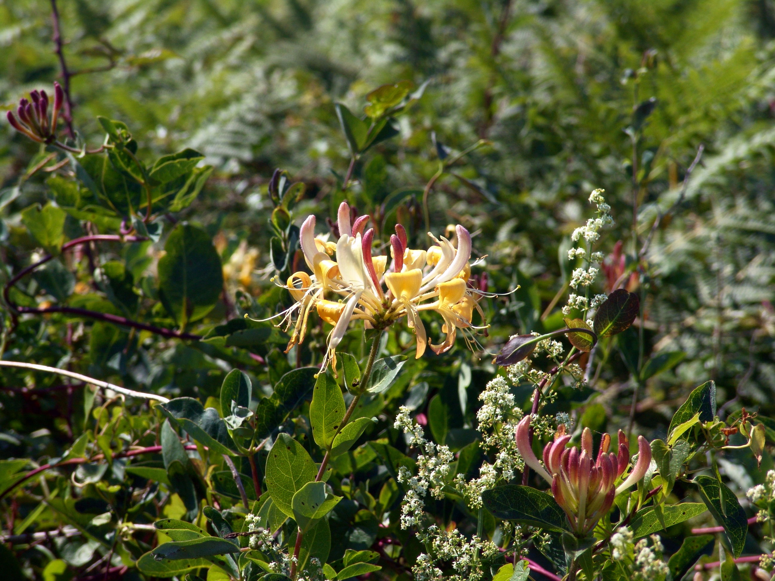 lady banks plant Lady Banks Climbing Rose — Green Acres Nursery & Supply