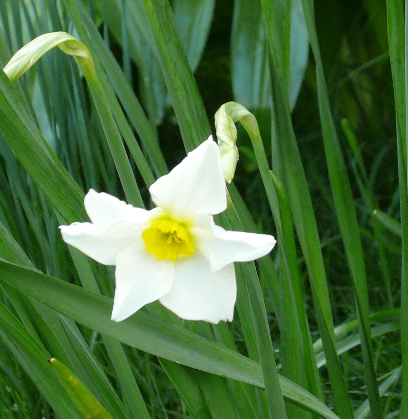 Narcissus × medioluteus - KnowYourWeeds