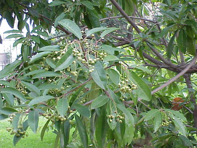 Photinia davidiana - KnowYourWeeds
