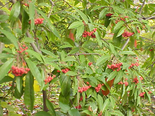 summer savory plant Summer Savory Seeds