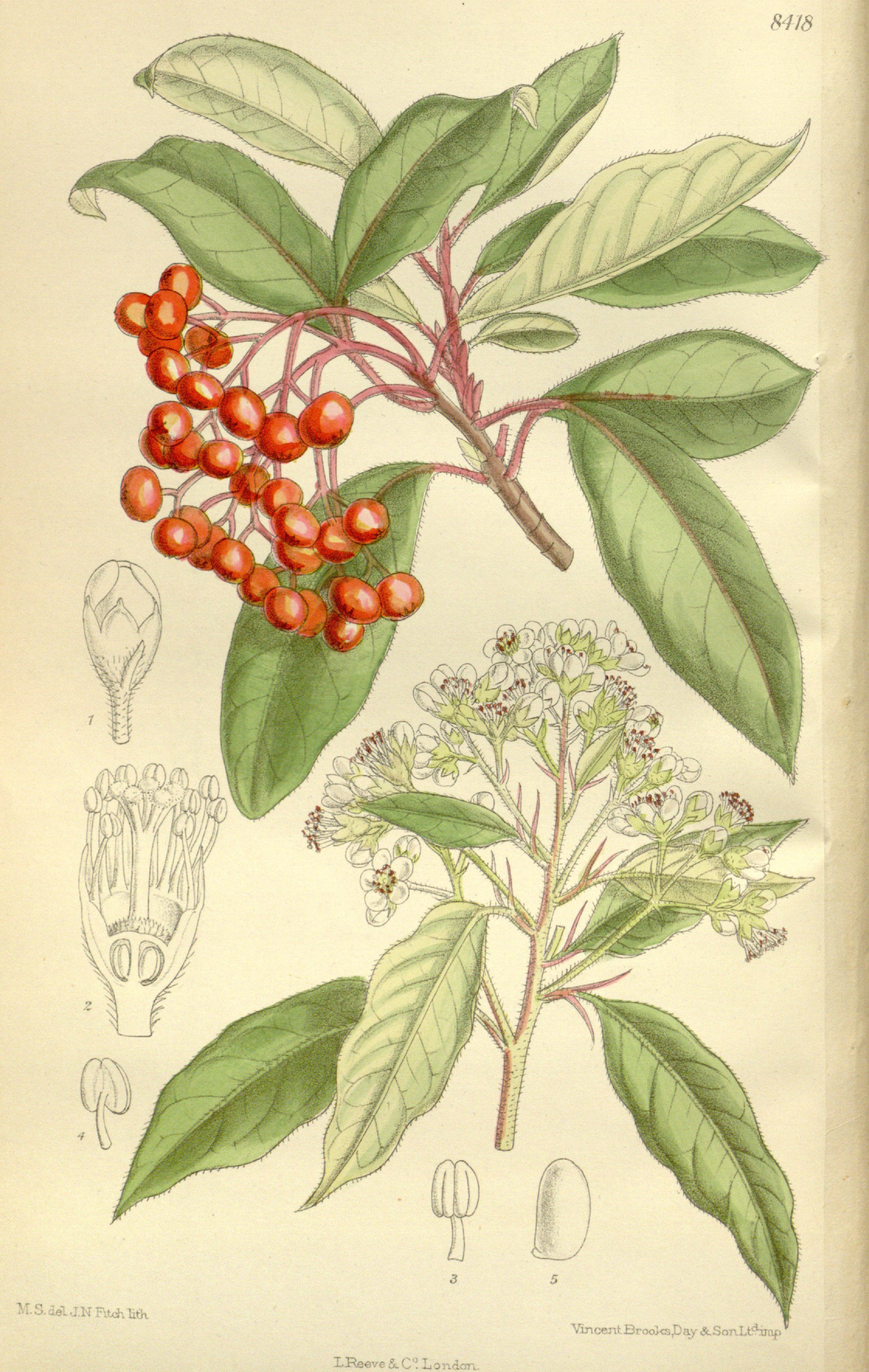 Photinia davidiana - KnowYourWeeds