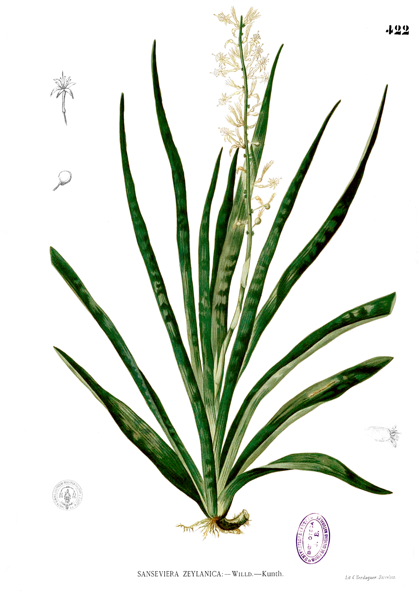 Dracaena zeylanica - KnowYourWeeds